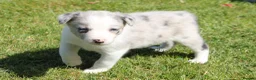 Border Collie dogs for sale: Border Collie Puppies for Sale - Advert 5