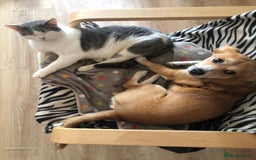 Mixed Breed dogs for adoption: ❤🐶 Lalia – A Delicate Love-Bug  🐶❤ - Image 3