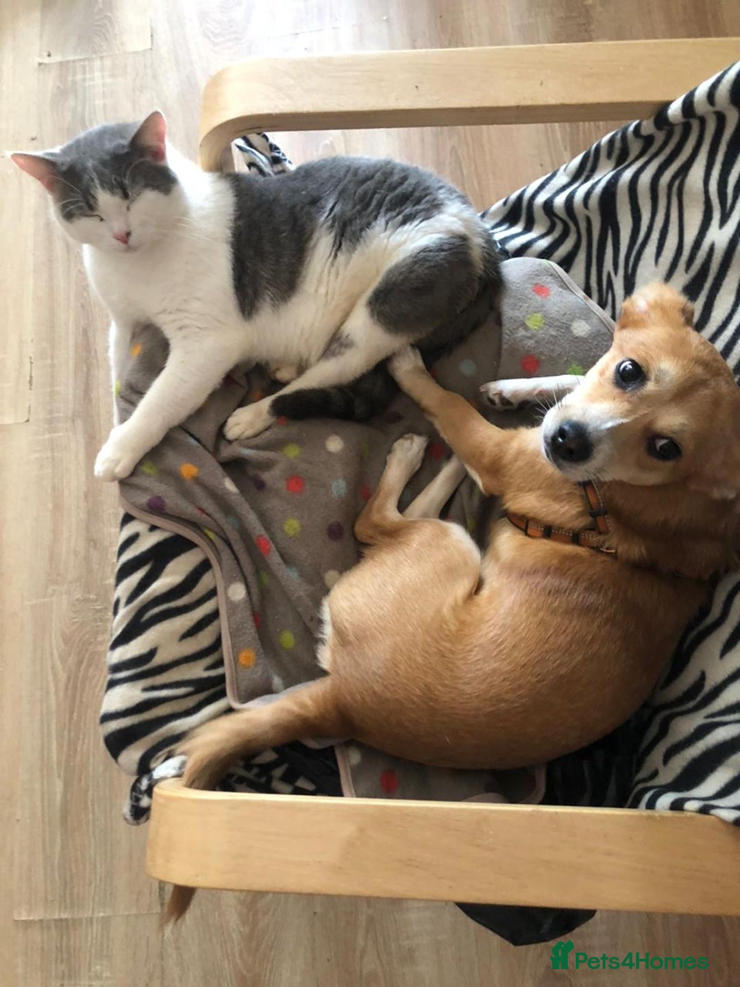 Mixed Breed dogs for adoption: ❤🐶 Lalia – A Delicate Love-Bug  🐶❤ - Image 3