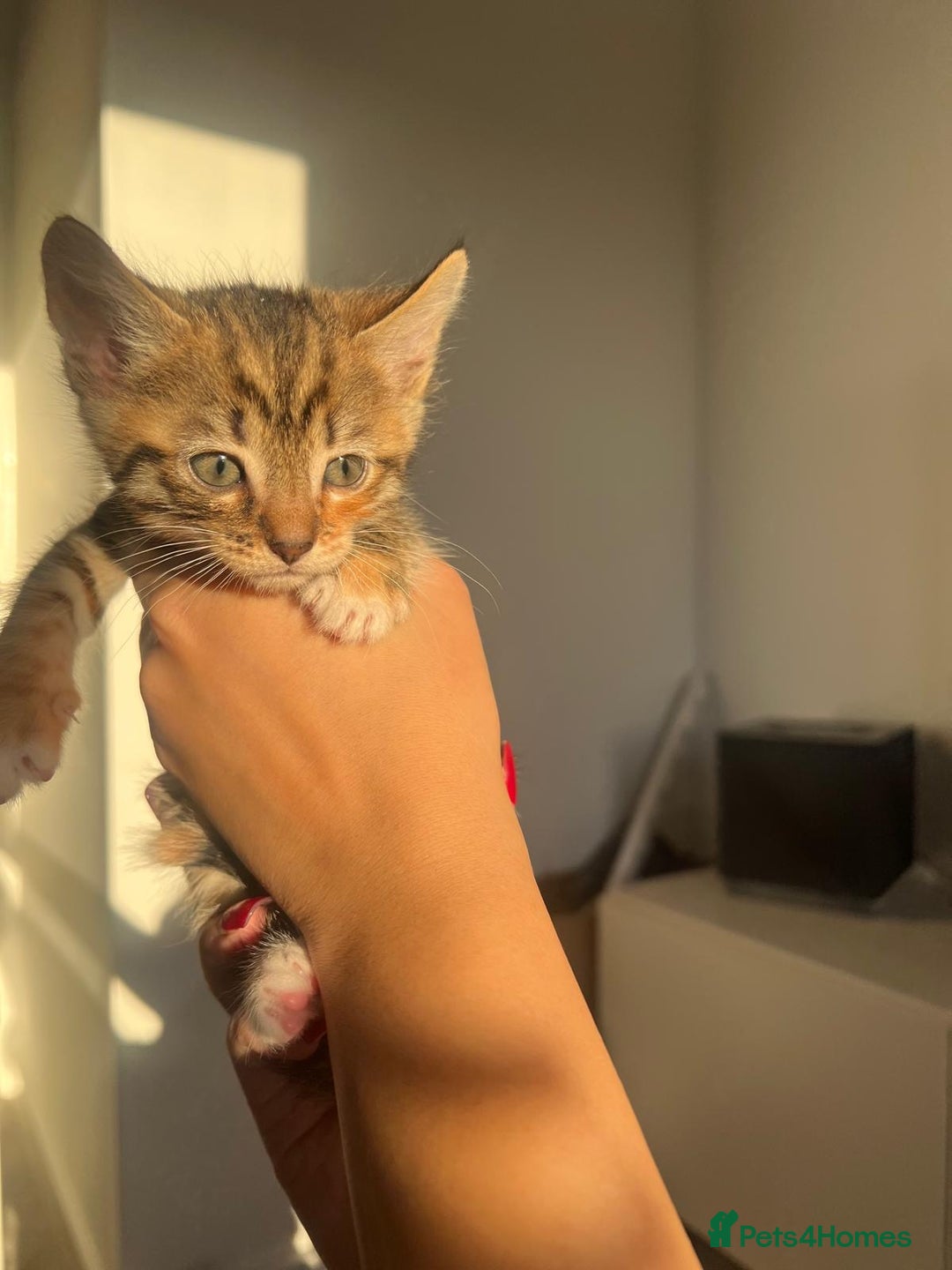 Bengal cats for sale: Beautiful Half Bengal Kittens - Advert 30