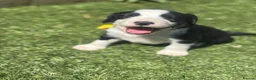Mixed Breed dogs for sale: Cocker X Collie Puppies - Advert 5