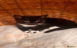 British Shorthair cats for sale: Two female kittens available half British blue - Advert 9