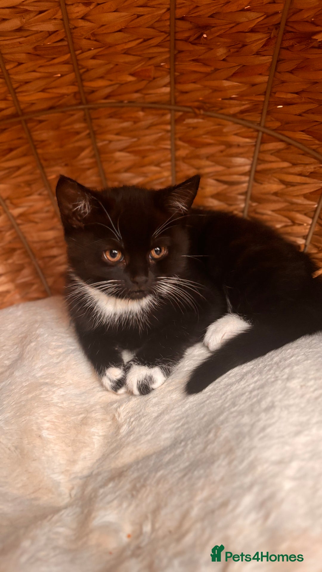 British Shorthair cats for sale: Two female kittens available half British blue - Advert 9