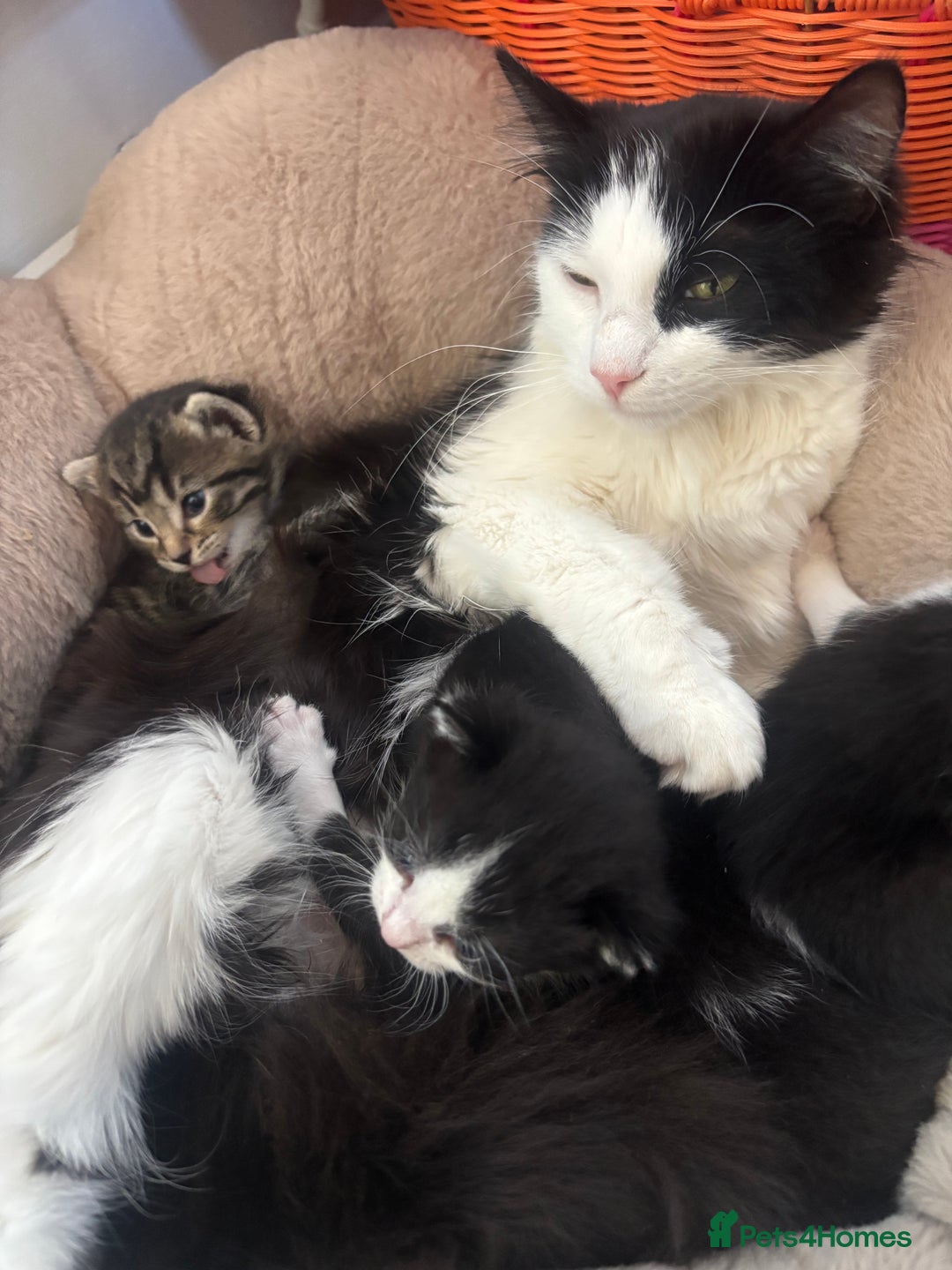RagaMuffin cats for sale: 5 week old kittens 2boys 1girl - Image 4