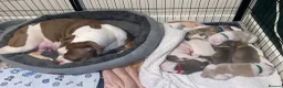 Olde English Bulldogge dogs for sale: Old English Bulldogge Puppies - Advert 12
