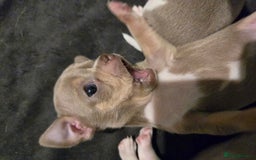 Chihuahua dogs for sale: Gorgeous Chihuahua Puppies Looking 4 Forever Homes - Image 5