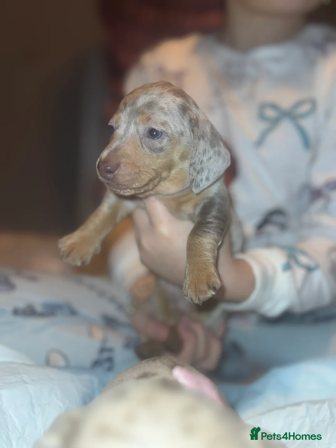 Miniature Dachshund dogs for sale: Isabella silver dapple miniature Daschound puppy’s - Advert 14