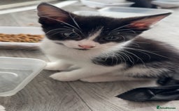 Mixed Breed cats for sale: Cute kittens looking for loving home - Image 4
