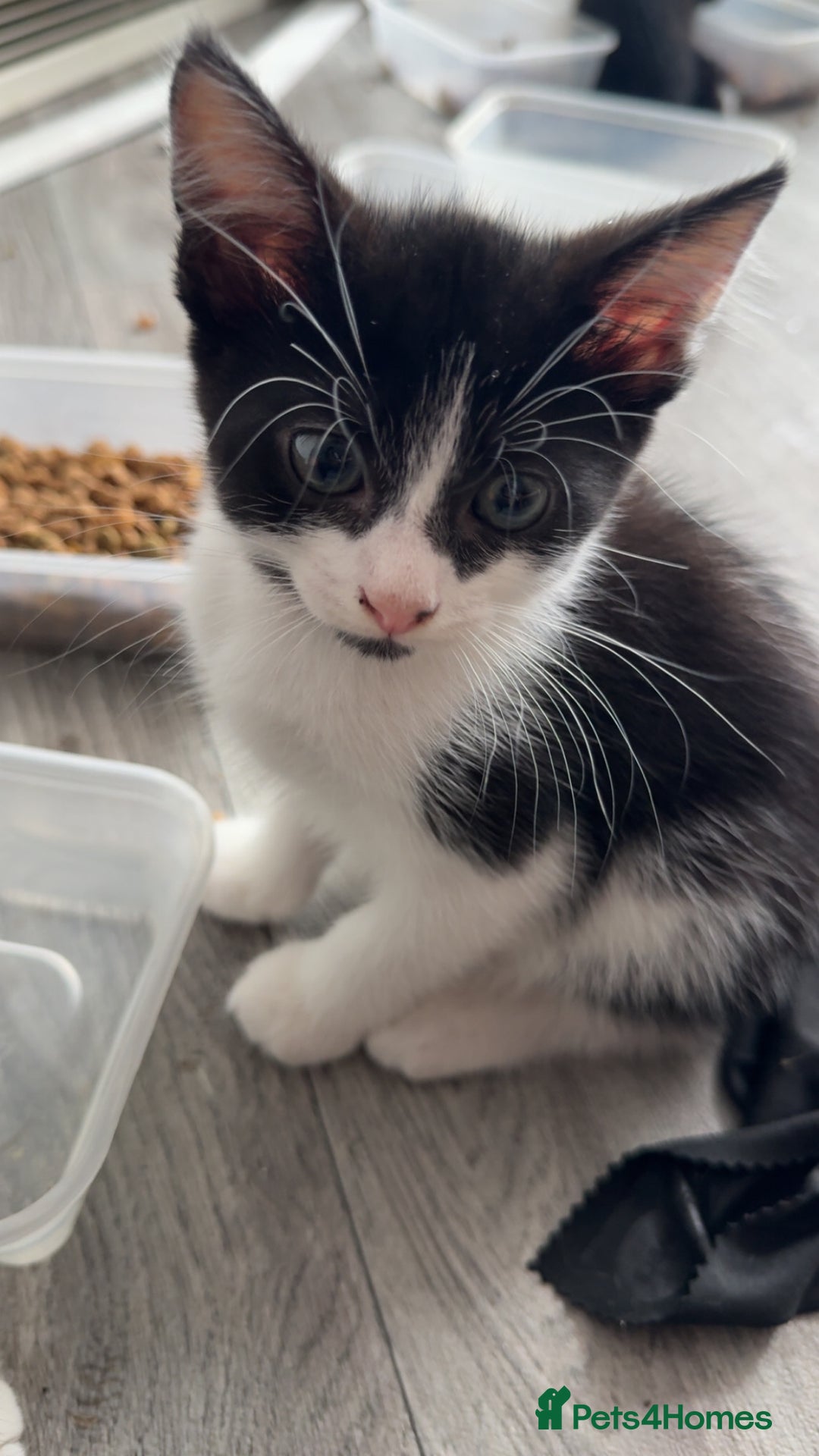Mixed Breed cats for sale: Cute kittens looking for loving home - Image 4