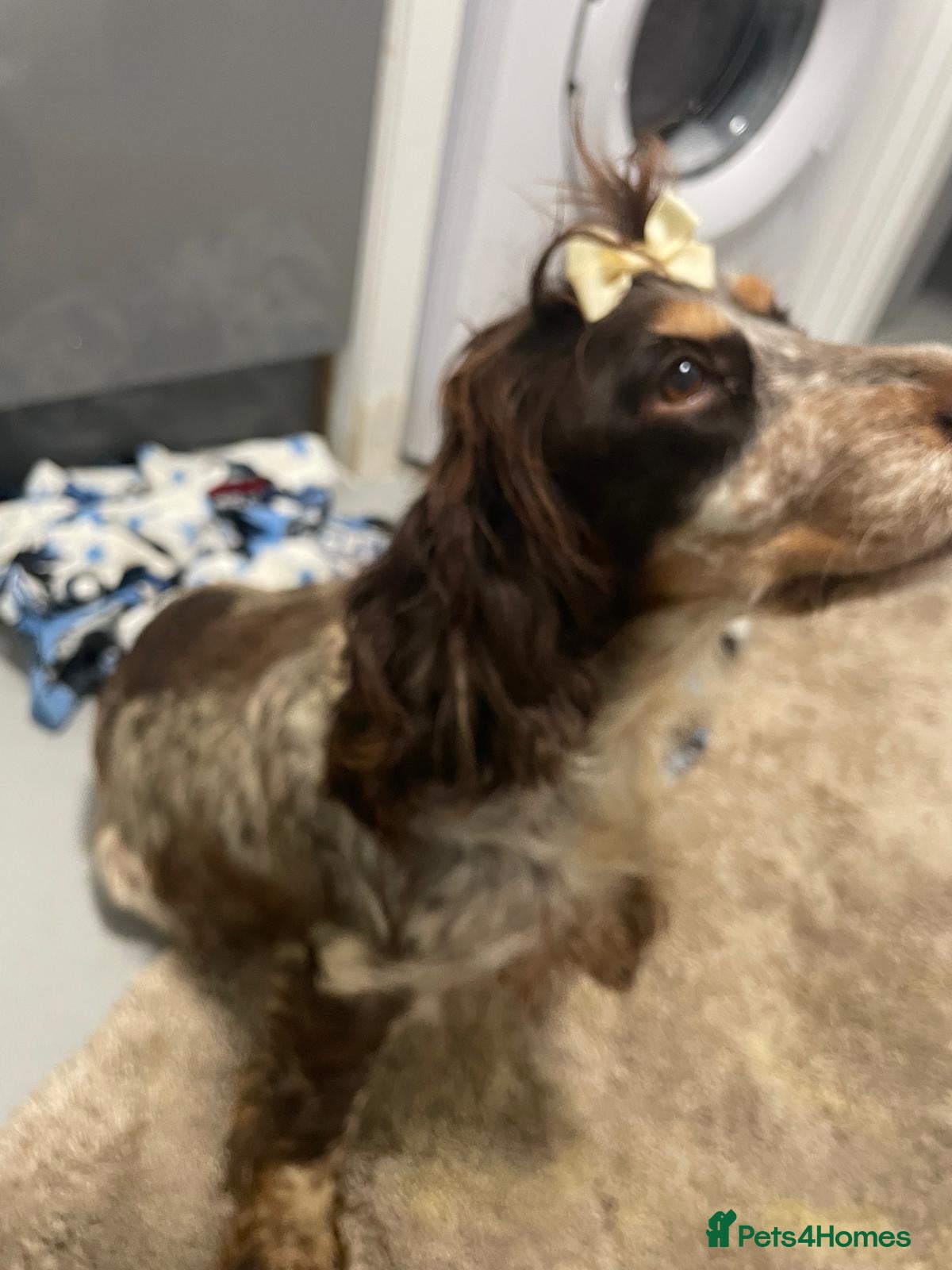 Cocker Spaniel dogs for sale:  Beautiful cocker spaniels  - Advert 1