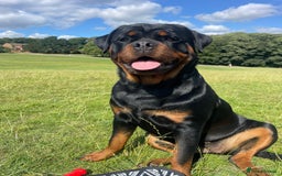 Rottweiler dogs for sale: AMAZING FULL PEDIGREE ROTTWEILER PUPPIES - Image 7