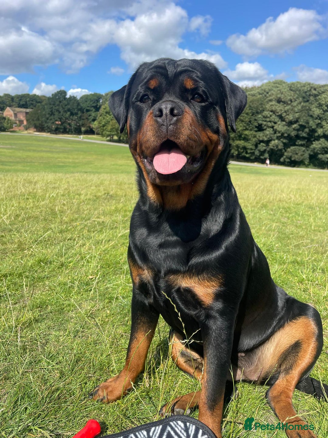 Rottweiler dogs for sale: AMAZING FULL PEDIGREE ROTTWEILER PUPPIES - Image 7