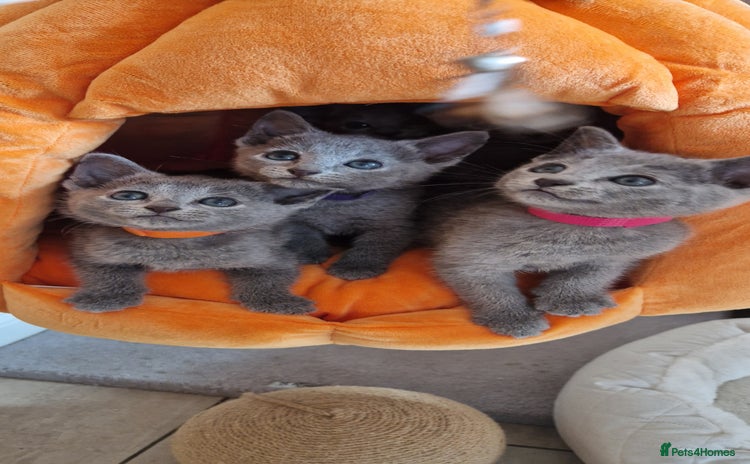 Russian Blue cats - Advert 4