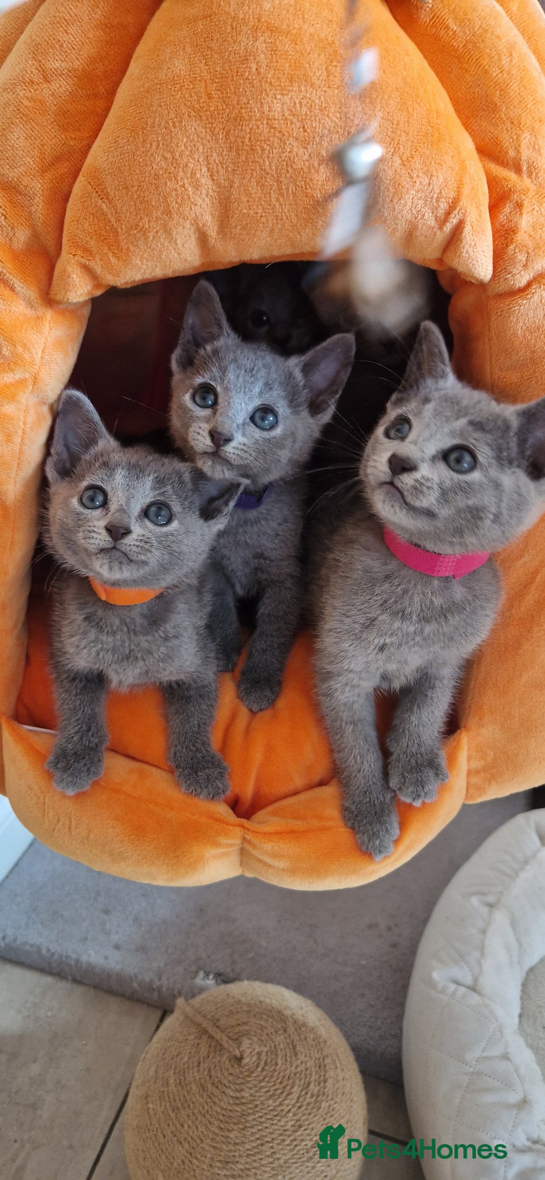 Russian Blue cats for sale: Pure Russian Blue kittens 💙  - Image 1