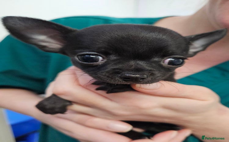 Chihuahua dogs Beautiful Teeny Weeny Blue Chihuahuas - Advert 16