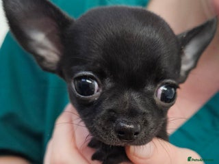 Chihuahua dogs Beautiful Teeny Weeny Blue Chihuahuas - Advert 15