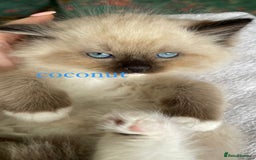 Ragdoll cats for sale: ragdoll kittens - Image 2