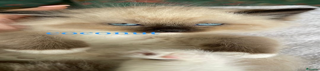 Ragdoll Kitten 2