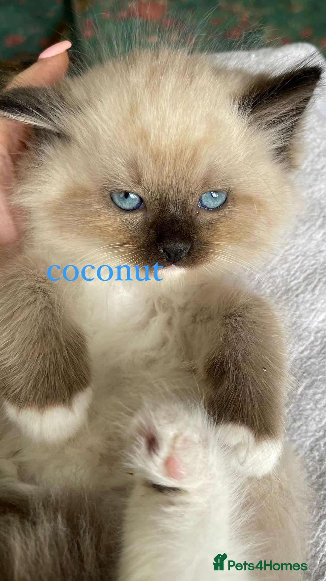 Ragdoll cats for sale: ragdoll kittens - Image 2