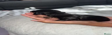 Dachshund 4