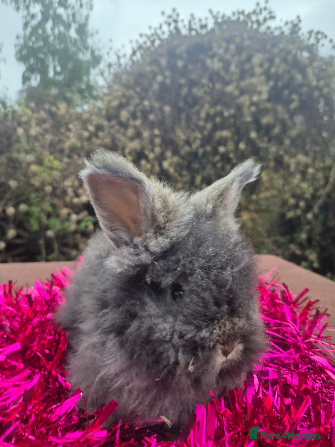 Angora rabbits for sale: 🧡 fulled faced imported parents 🇫🇷 bunnies 🧡 - Advert 22
