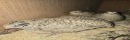 Quail poultry for sale: XXXL Quail, Jumbo type - Advert 3