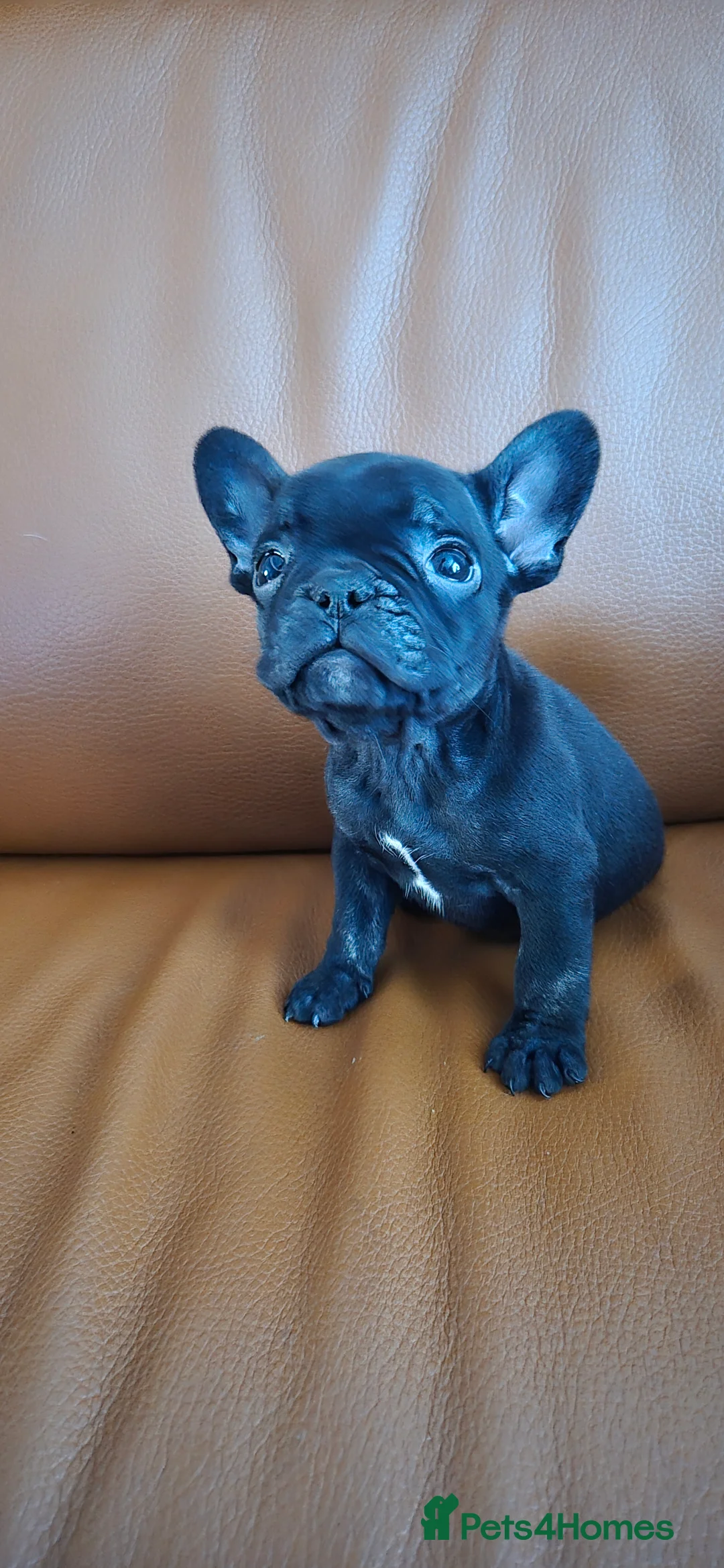 French Bulldog dogs for sale: Frenchie puppies ready to go - Advert 9