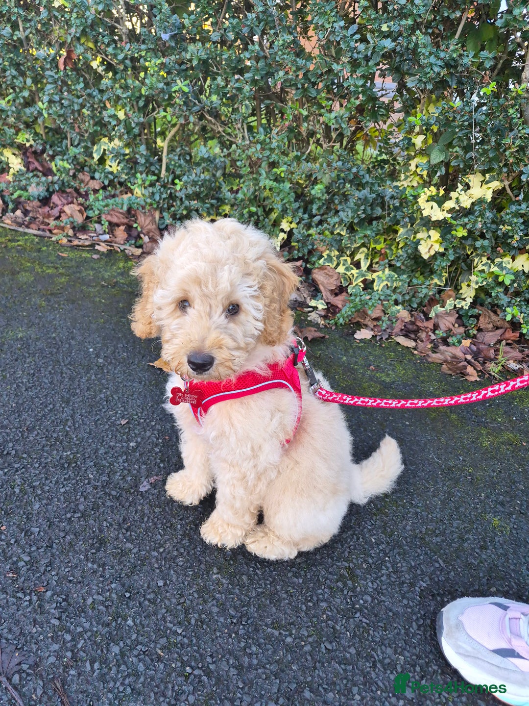 Miniature Poodle dogs for sale: Miniature poodle - Advert 2