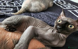 Sphynx cats for sale: 3 Lovely Canadian Sphynx kittens - Image 28