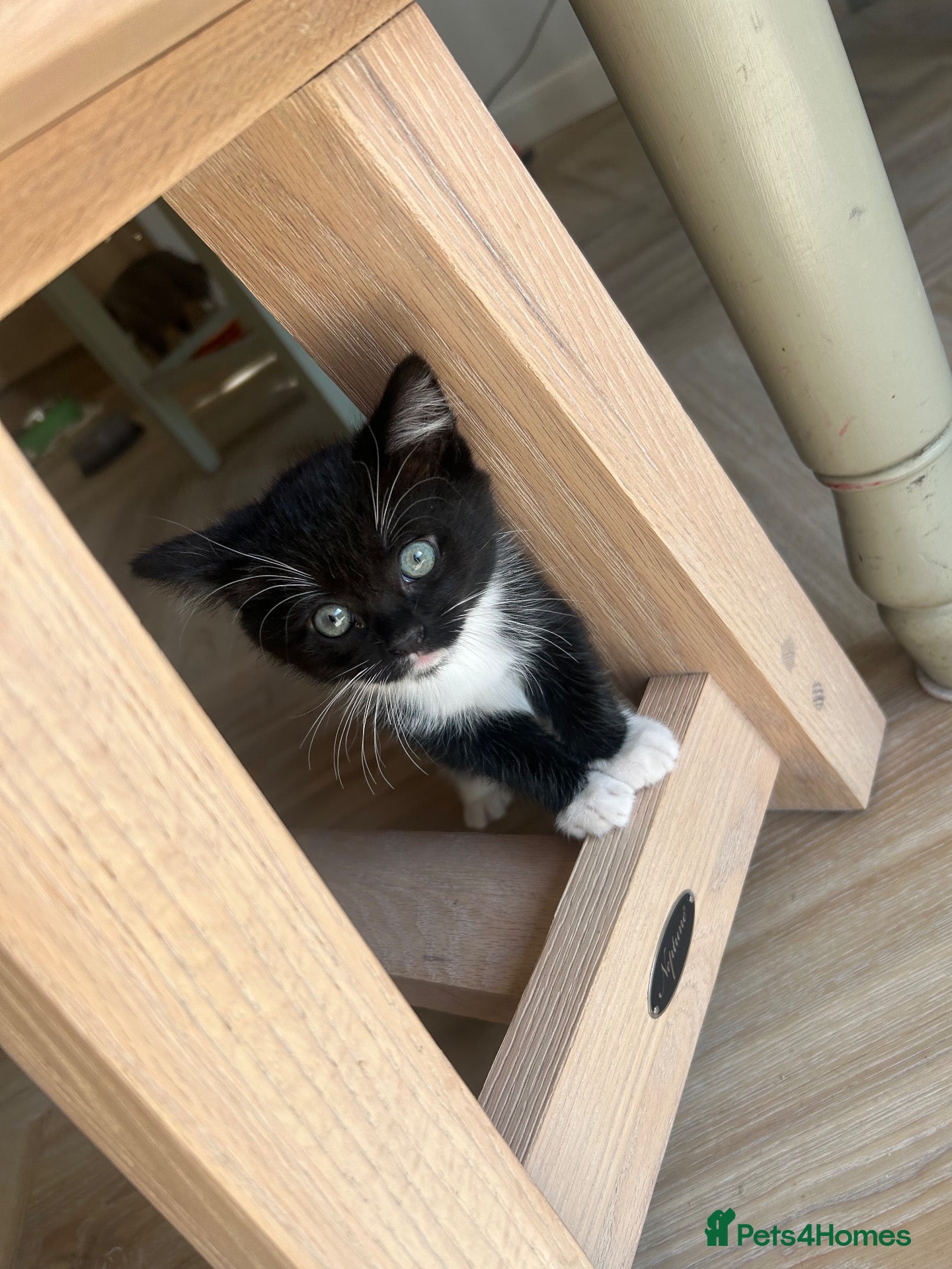 Mixed Breed cats Ragdoll/Persian - kittens  - Advert 17