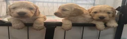 Cockapoo dogs for sale: Cockapoo F1B male puppies for sale  - Advert 3