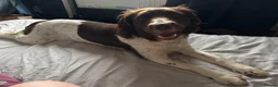 Sprollie dogs for sale: Gorgeous Sprollie puppies! in Peterborough - Advert 2