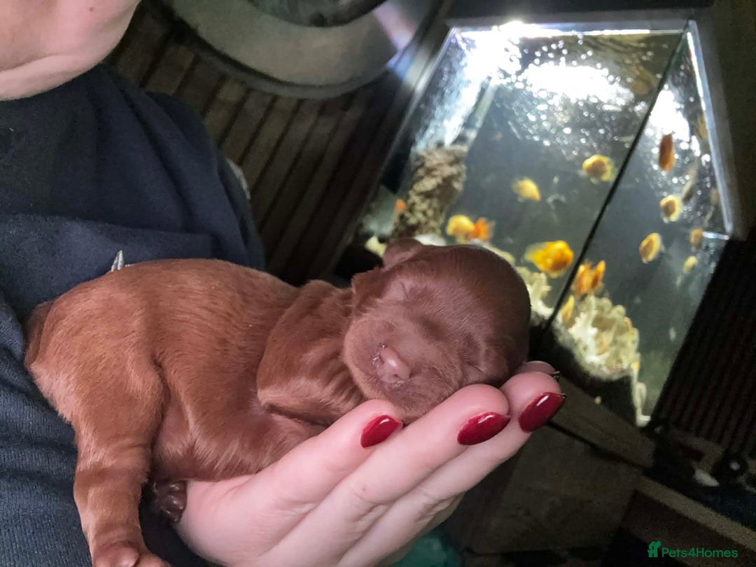 Cavapoo dogs for sale: Beautiful f1 Cavapoo puppies  - Advert 5