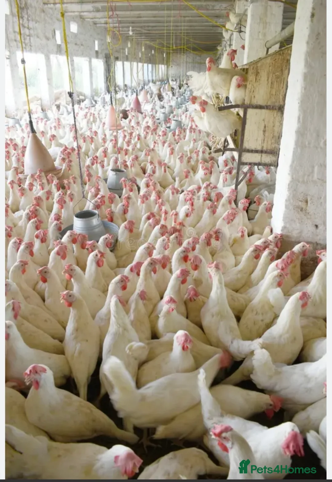 Chickens poultry for sale: 7 Healthy Laying Hens for Sale in Mansfield - Advert 1