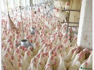 Chickens poultry 7 Healthy Laying Hens for Sale - Advert 3