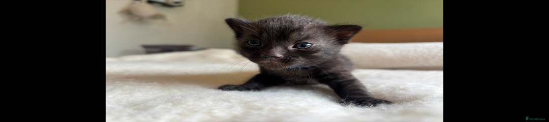 Silver-Smoke Charcoal Rosetted Male