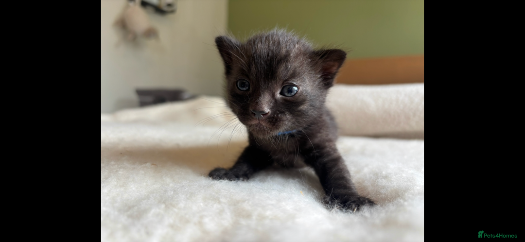 Bengal cats for sale: 4 Rare Tica Registered Bengal Kittens - Image 26