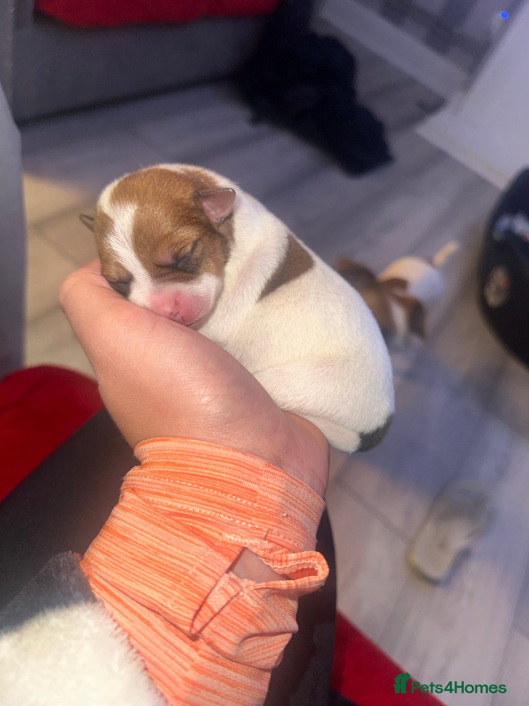 Jack Russell dogs for sale: 3 beautiful Jack russels left  - Advert 6