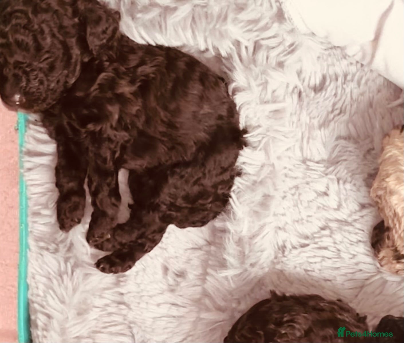 Miniature Poodle dogs 5 star Miniature poodle puppies  - Advert 1