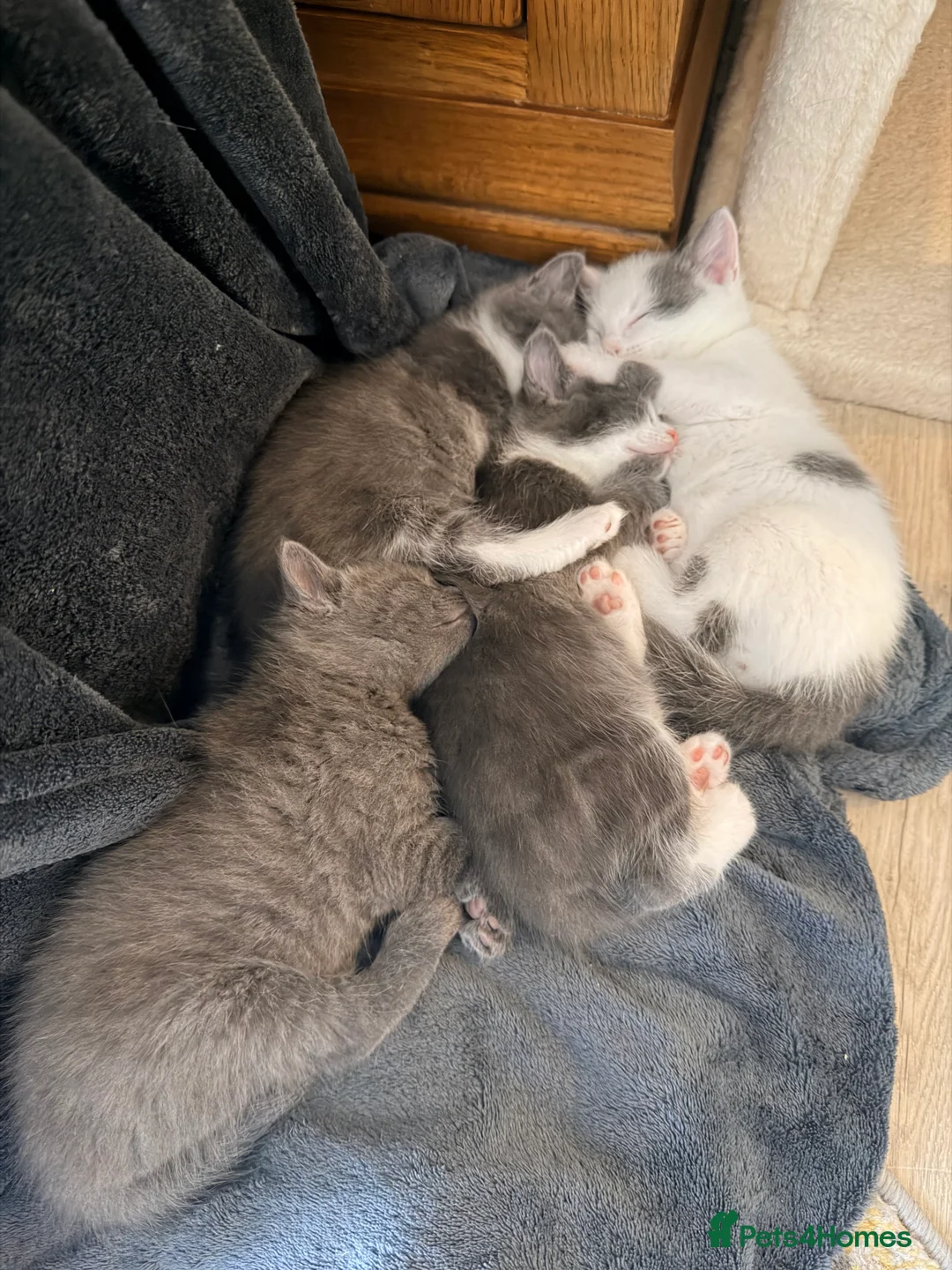 Mixed Breed cats for sale: 4 kittens for sale- all boys - Advert 1