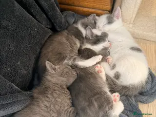 Mixed Breed cats 4 kittens for sale- all boys - Advert 3