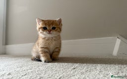 British Shorthair cats for sale: SOLD Sired by Champion FIFE dad -  Golden BSH - Image 3