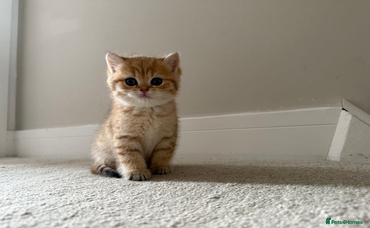 British Shorthair cats - Advert 1