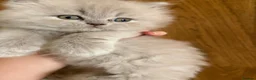 British Shorthair cats for sale: Best Quality Clasic BSH LILAC KITTENS - Advert 16