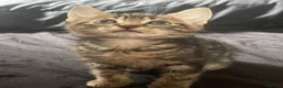 Mixed Breed cats for sale: Toast  in Telford - Advert 1