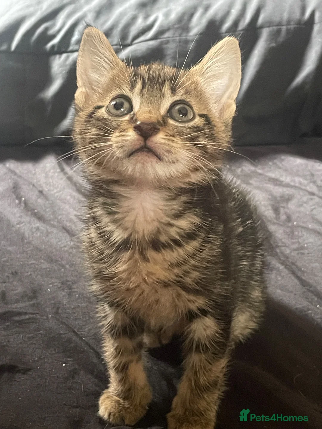 Mixed Breed cats for sale: Toast  in Telford - Advert 1