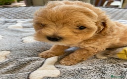 Maltipoo dogs for sale: Beautiful Apricot Maltipoo puppies. - Image 4
