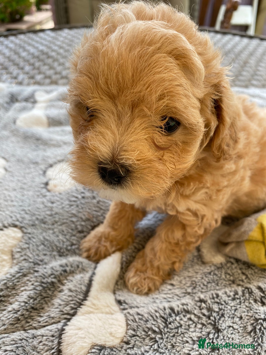 Maltipoo dogs for sale: Beautiful Apricot Maltipoo puppies. - Image 4