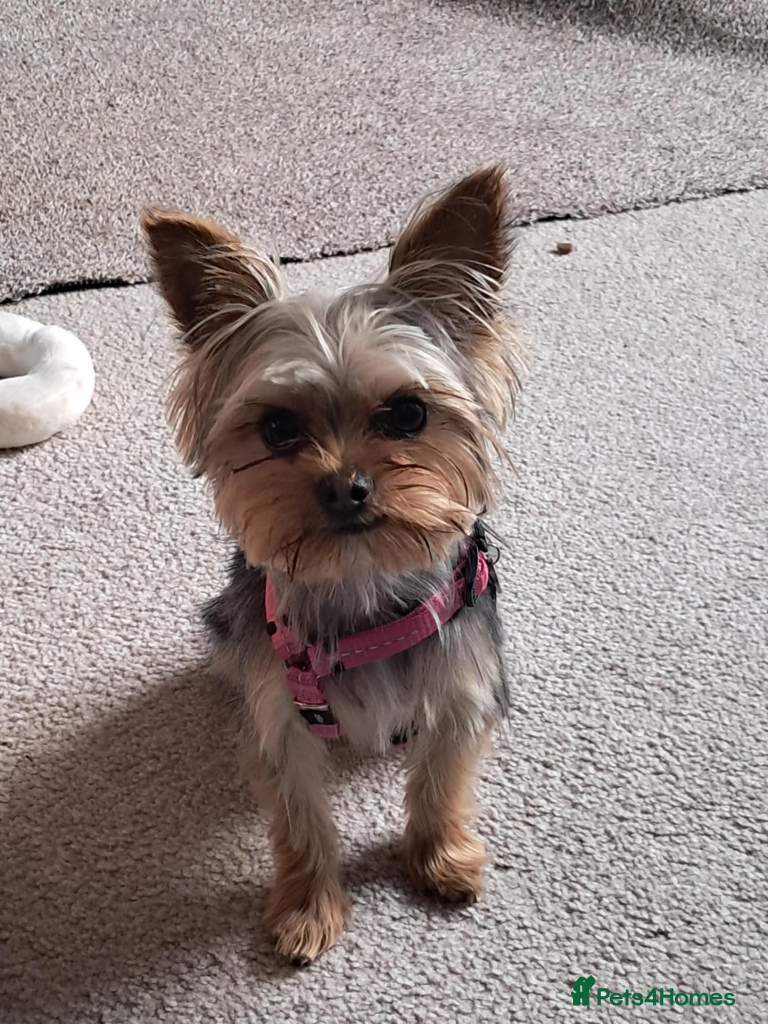 Yorkshire Terrier dogs for sale: Beautiful Tiny Yorkshire Terrier Puppy - Image 2