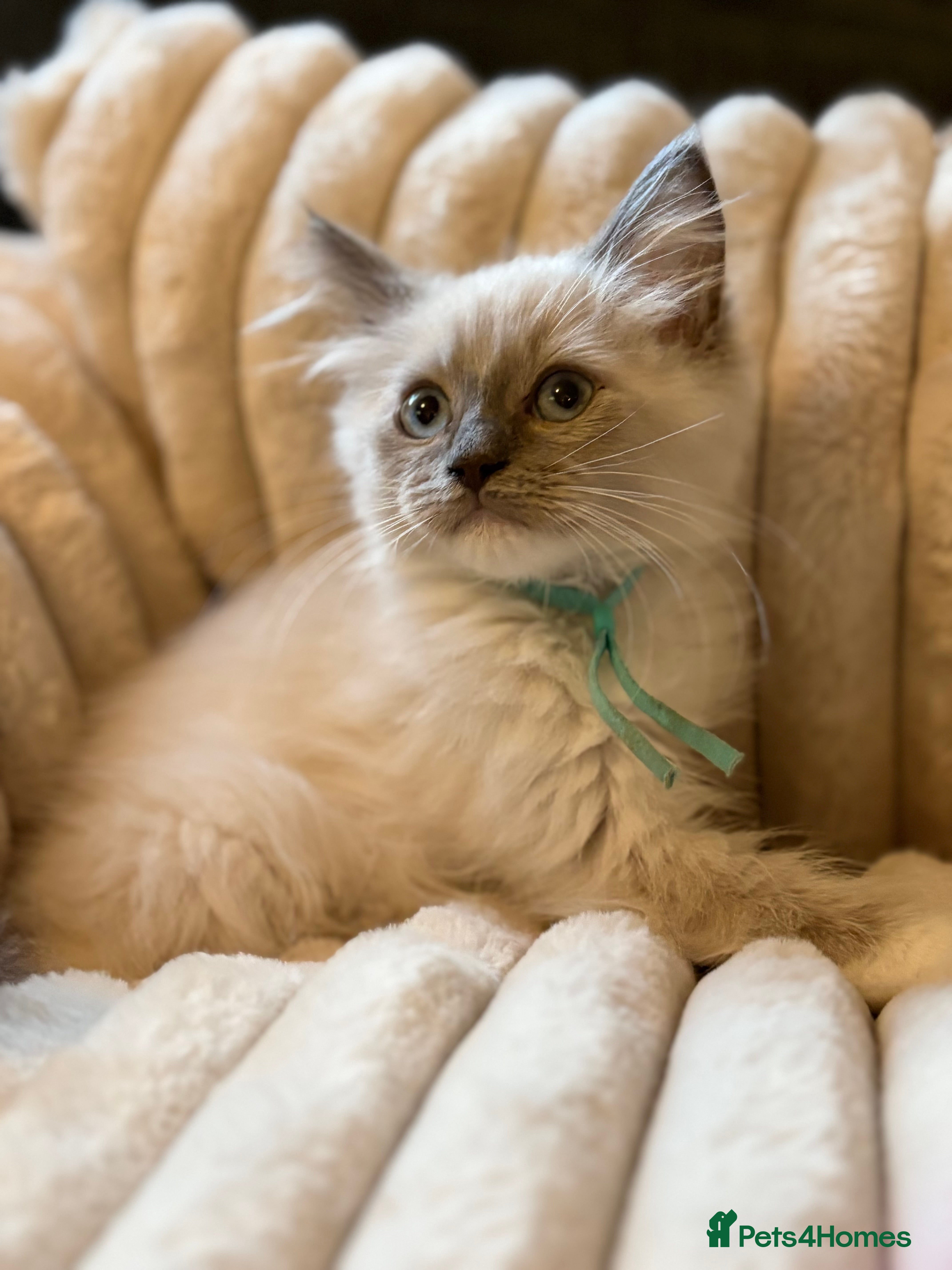 Ragdoll cats 🩷READY TO LEAVE NOW💙 - Advert 2